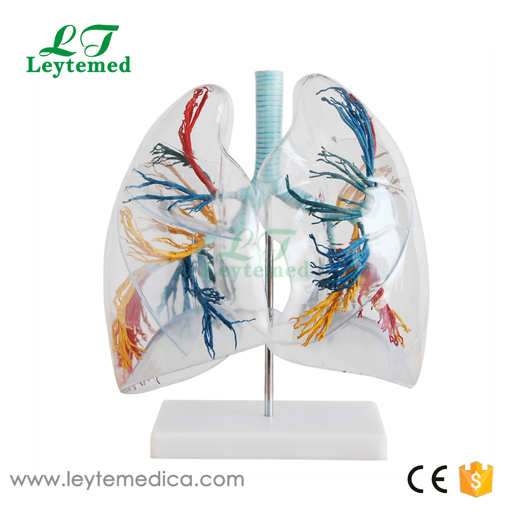 LTM325 Model of the Transparent Lung Segment