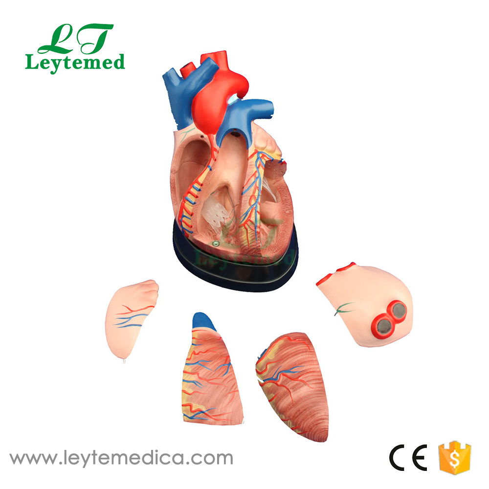 LTM307D Middle Heart Model