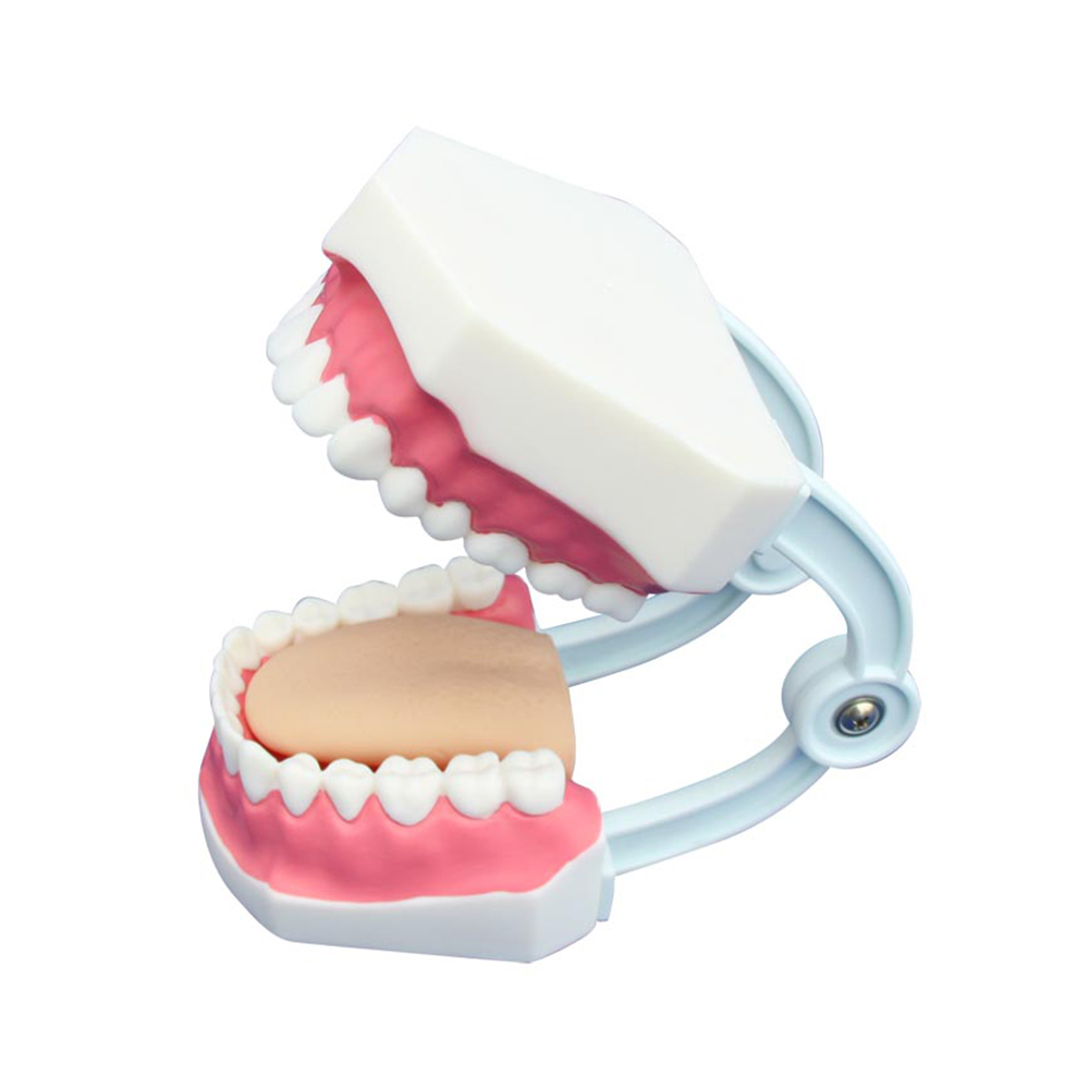 LTM403C Small Dental Care Model (32teeth)
