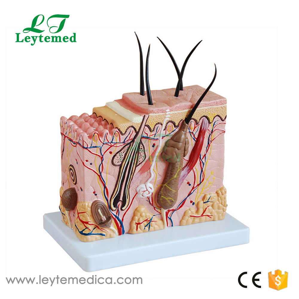 LTM313C Skin Section Model