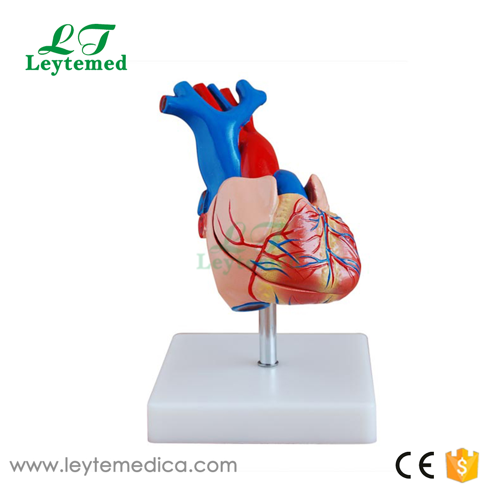 LTM307A Life-Size Heart Model