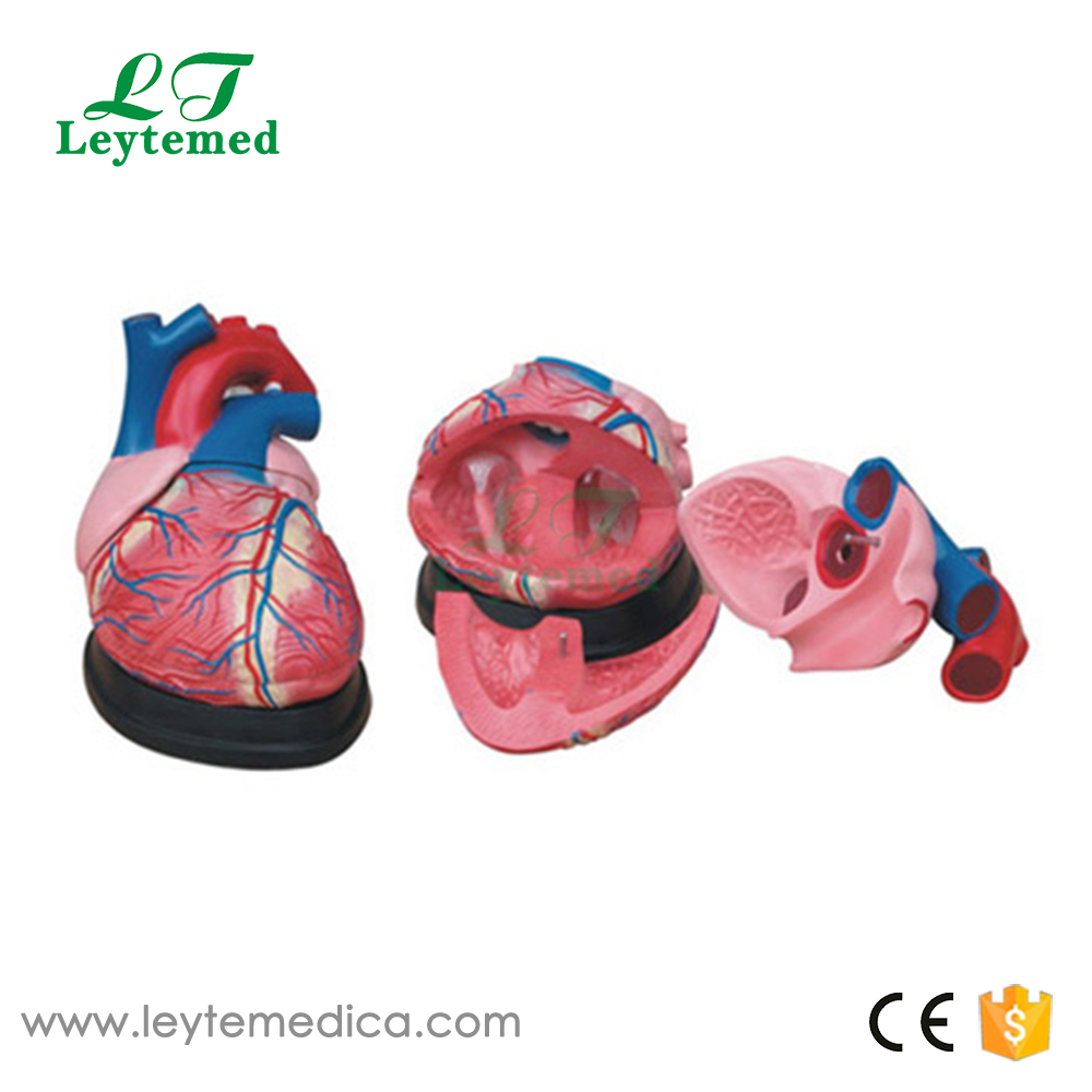 LTM307 Jumbo Heart Model