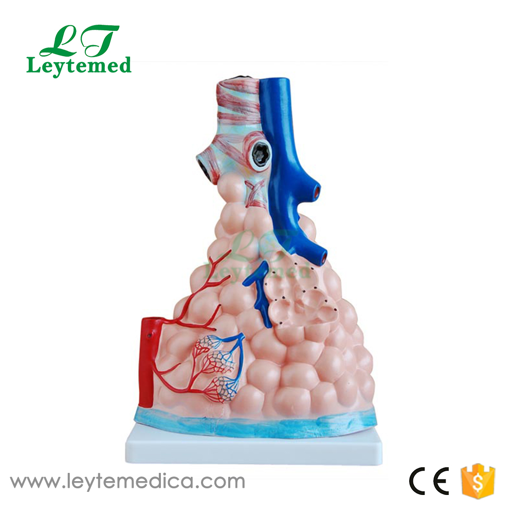 LTM302 Magnified Pulmonary Alveoli Model