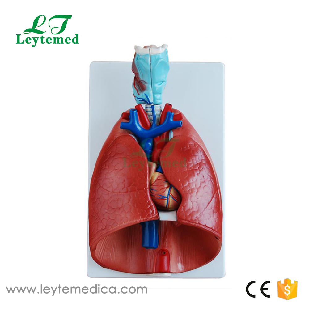 LTM320  Larynx, Heart and Lung Model