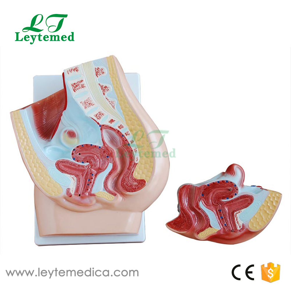 LTM327C Human Female Pelvis Section (2 Parts)