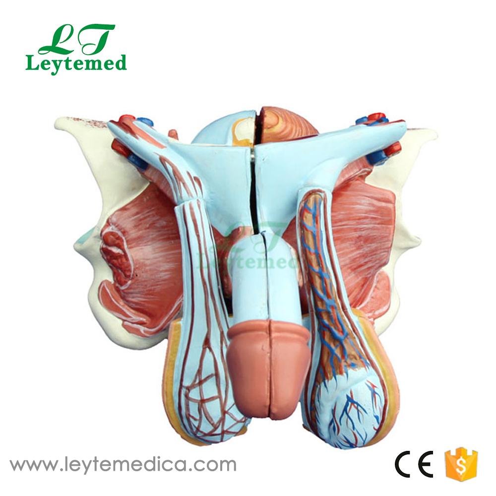 LTM326D Male Genital Organ Model